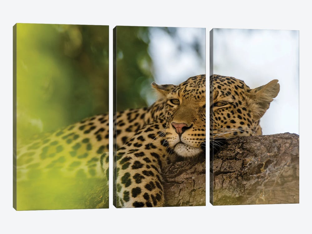 A Leopard, Panthera Pardus, Resting On A Tree Branch. Chobe National Park, Botswana. by Sergio Pitamitz 3-piece Canvas Art