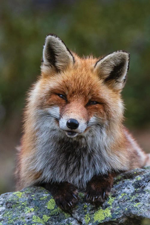 A Red Fox, Sitting On A Rock And Looking At The Camera. Aosta, Valsavarenche, Gran Paradiso National Park, Italy.