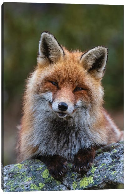 A Red Fox, Sitting On A Rock And Looking At The Camera. Aosta, Valsavarenche, Gran Paradiso National Park, Italy. Canvas Art Print