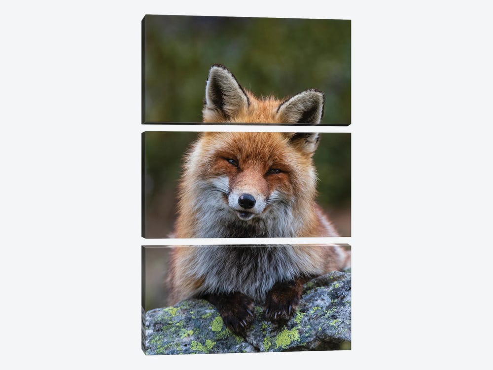 A Red Fox, Sitting On A Rock And Looking At The Camera. Aosta, Valsavarenche, Gran Paradiso National Park, Italy. by Sergio Pitamitz 3-piece Canvas Print