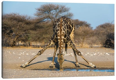 A Southern Giraffe, Giraffa Camelopardalis, Drinking. Kalahari, Botswana Canvas Art Print