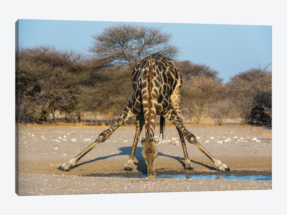 A Southern Giraffe, Giraffa Camelopardalis, Drinking. Kalahari, Botswana by Sergio Pitamitz 1-piece Canvas Wall Art