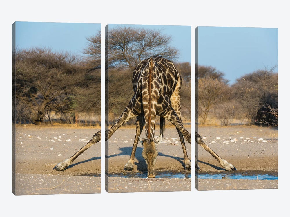 A Southern Giraffe, Giraffa Camelopardalis, Drinking. Kalahari, Botswana by Sergio Pitamitz 3-piece Canvas Art