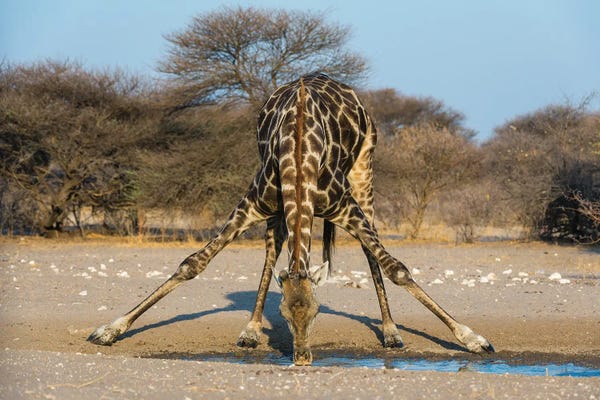 Sergio Pitamitz: A Southern Giraffe, Giraffa Camelopardalis, Drinking. Kalahari, Botswana by Sergio Pitamitz