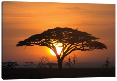 Acacia Tree At Sunrise. Canvas Art Print