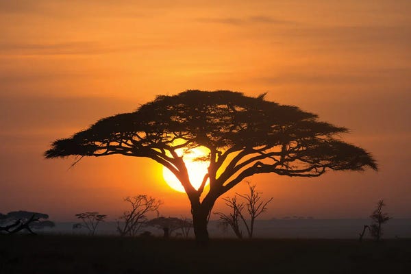 Danita Delimont Photography: Acacia Tree At Sunrise. by Sergio Pitamitz