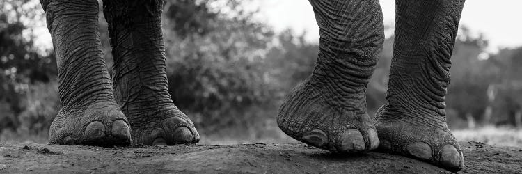 Close-Up Of An African Elephant's Feet, Loxodonta Africana. Mashatu Game Reserve, Botswana.