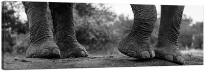 Close-Up Of An African Elephant's Feet, Loxodonta Africana. Mashatu Game Reserve, Botswana. Canvas Art Print