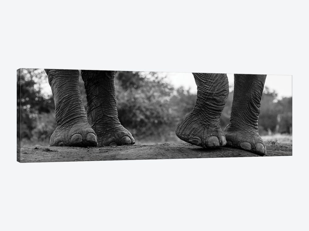 Close-Up Of An African Elephant's Feet, Loxodonta Africana. Mashatu Game Reserve, Botswana. by Sergio Pitamitz 1-piece Art Print