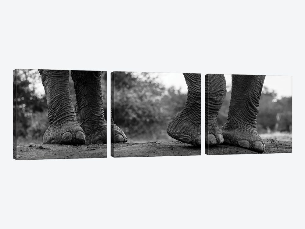 Close-Up Of An African Elephant's Feet, Loxodonta Africana. Mashatu Game Reserve, Botswana. by Sergio Pitamitz 3-piece Canvas Print