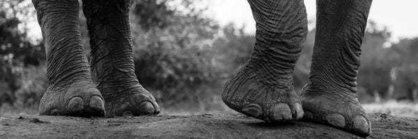 Close-Up Of An African Elephant's Feet, Loxodonta Africana. Mashatu Game Reserve, Botswana.