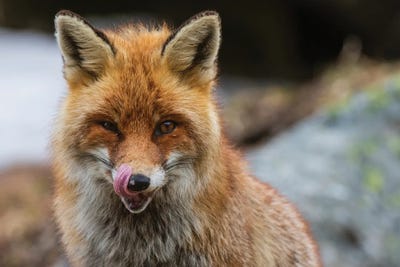Close-Up Portrait Of A Red Fox. Looking At The Camera. Aosta, Valsavarenche, Gran Paradiso National Park, Italy. by Sergio Pitamitz art print