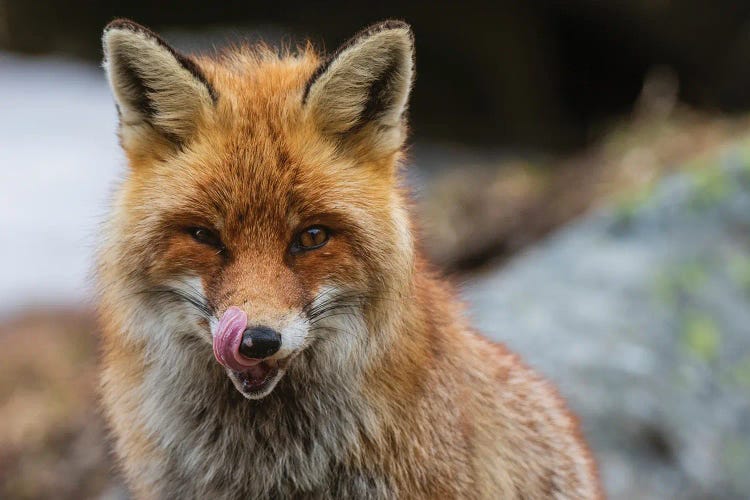 Close-Up Portrait Of A Red Fox. Looking At The Camera. Aosta, Valsavarenche, Gran Paradiso National Park, Italy.