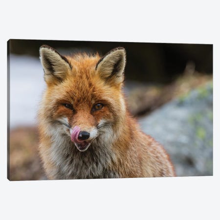 Close-Up Portrait Of A Red Fox. Looking At The Camera. Aosta, Valsavarenche, Gran Paradiso National Park, Italy. Canvas Print #SPI23} by Sergio Pitamitz Canvas Art Print