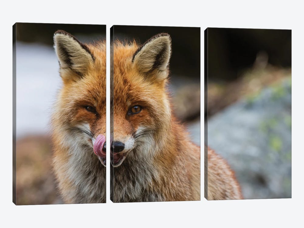 Close-Up Portrait Of A Red Fox. Looking At The Camera. Aosta, Valsavarenche, Gran Paradiso National Park, Italy. by Sergio Pitamitz 3-piece Canvas Art Print