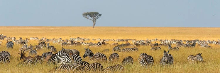 Herd Of Plains Zebras, Equus Quagga, Grazing In The Grass At Masai Mara National Reserve, Kenya, Africa.