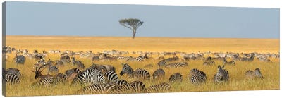 Herd Of Plains Zebras, Equus Quagga, Grazing In The Grass At Masai Mara National Reserve, Kenya, Africa. Canvas Art Print
