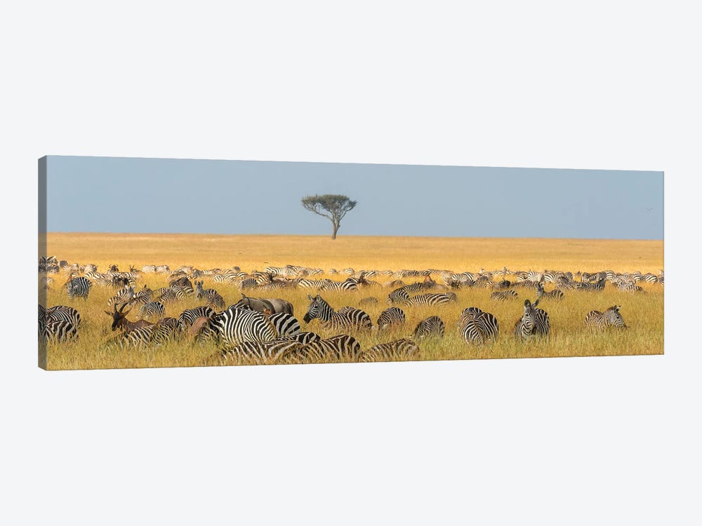 Herd Of Plains Zebras, Equus Quagga, Grazing In The Grass At Masai Mara National Reserve, Kenya, Africa. by Sergio Pitamitz 1-piece Canvas Wall Art