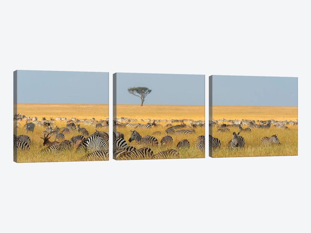 Herd Of Plains Zebras, Equus Quagga, Grazing In The Grass At Masai Mara National Reserve, Kenya, Africa. by Sergio Pitamitz 3-piece Canvas Wall Art