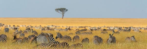 Herd Of Plains Zebras, Equus Quagga, Grazing In The Grass At Masai Mara National Reserve, Kenya, Africa.