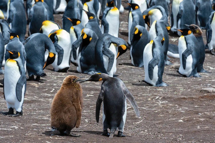 King Penguins, Mother And Chick, In A Colony. Volunteer Point, Falkland Islands