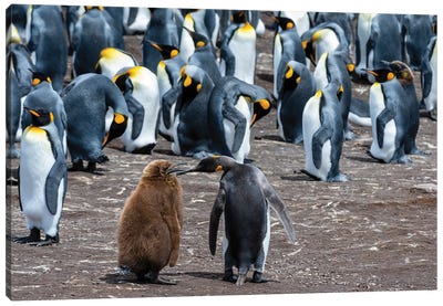 King Penguins, Mother And Chick, In A Colony. Volunteer Point, Falkland Islands Canvas Art Print