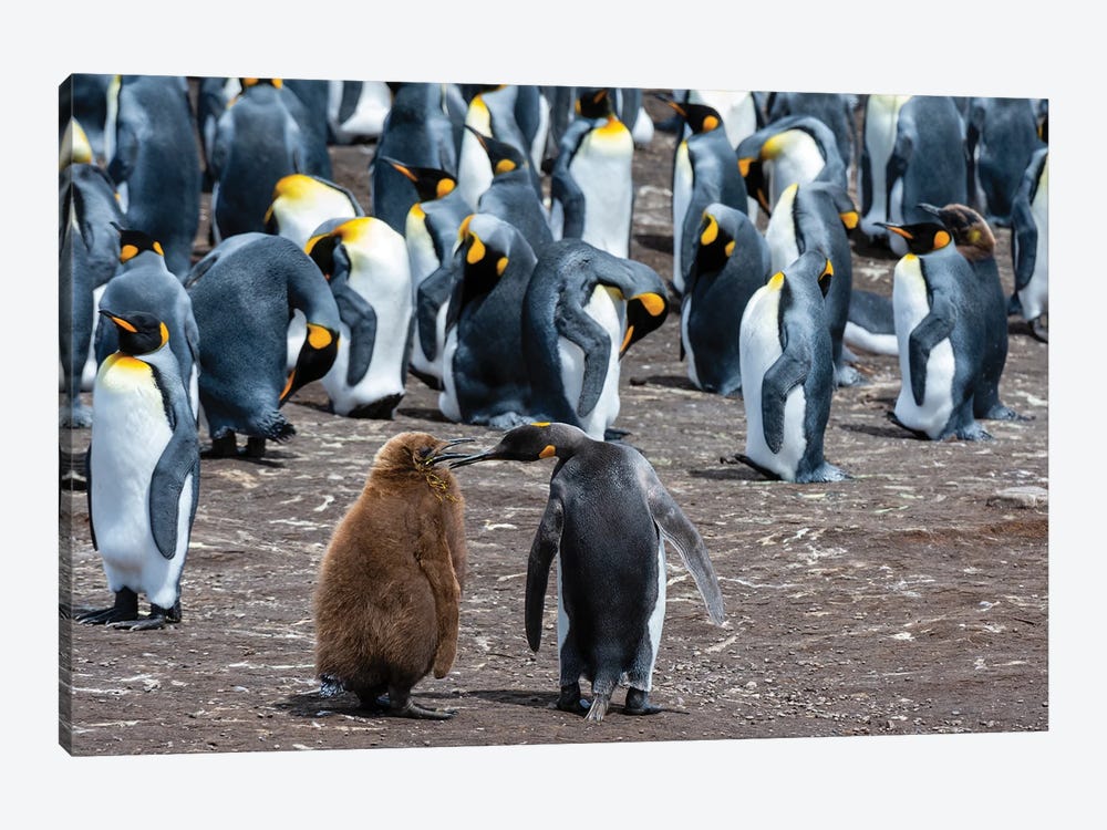 King Penguins, Mother And Chick, In A Colony. Volunteer Point, Falkland Islands by Sergio Pitamitz 1-piece Art Print