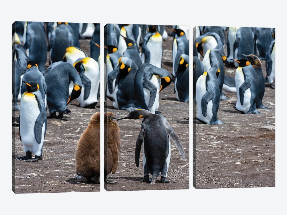 King Penguins, Mother And Chick, In A Colony. Volunteer Point, Falkland Islands by Sergio Pitamitz 3-piece Canvas Print