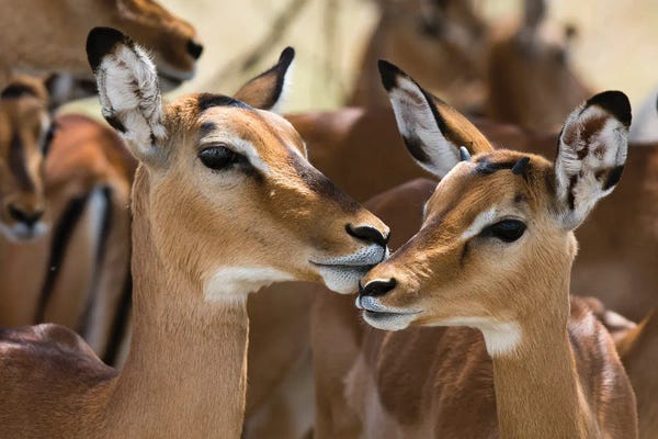 Sergio Pitamitz: Portrait Of A Female Impala And A Young Mal, Aepyceros Melampus. by Sergio Pitamitz