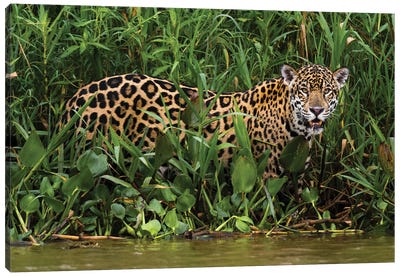 Portrait Of A Jaguar, Panthera Onca, In The Wetlands Of Pantanal, Brazil. Mato Grosso Do Sul State, Brazil. Canvas Art Print - Celery