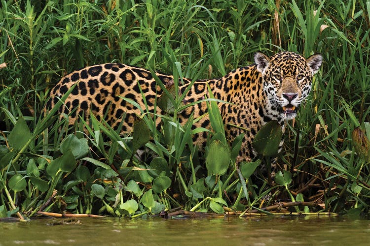 Portrait Of A Jaguar, Panthera Onca, In The Wetlands Of Pantanal, Brazil. Mato Grosso Do Sul State, Brazil.