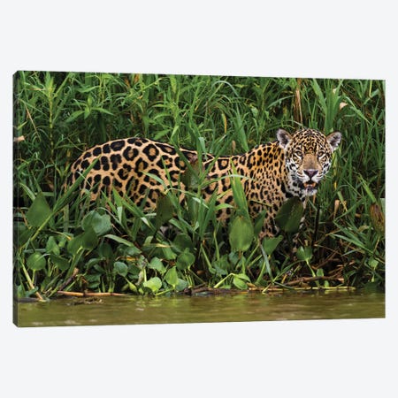 Portrait Of A Jaguar, Panthera Onca, In The Wetlands Of Pantanal, Brazil. Mato Grosso Do Sul State, Brazil. Canvas Print #SPI30} by Sergio Pitamitz Canvas Art