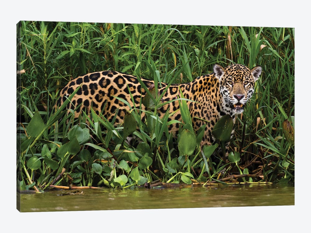 Portrait Of A Jaguar, Panthera Onca, In The Wetlands Of Pantanal, Brazil. Mato Grosso Do Sul State, Brazil. by Sergio Pitamitz 1-piece Canvas Art Print