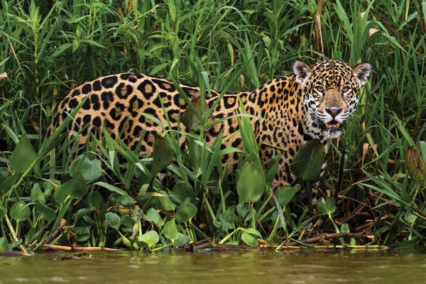 Panthers: Portrait Of A Jaguar, Panthera Onca, In The Wetlands Of Pantanal, Brazil. Mato Grosso Do Sul State, Brazil. by Sergio Pitamitz