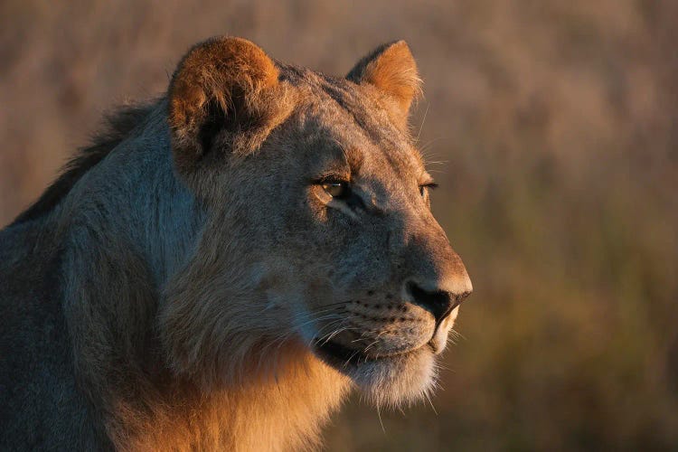 Portrait Of A Young Lion, Panthera Leo.