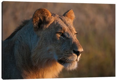 Portrait Of A Young Lion, Panthera Leo. Canvas Art Print
