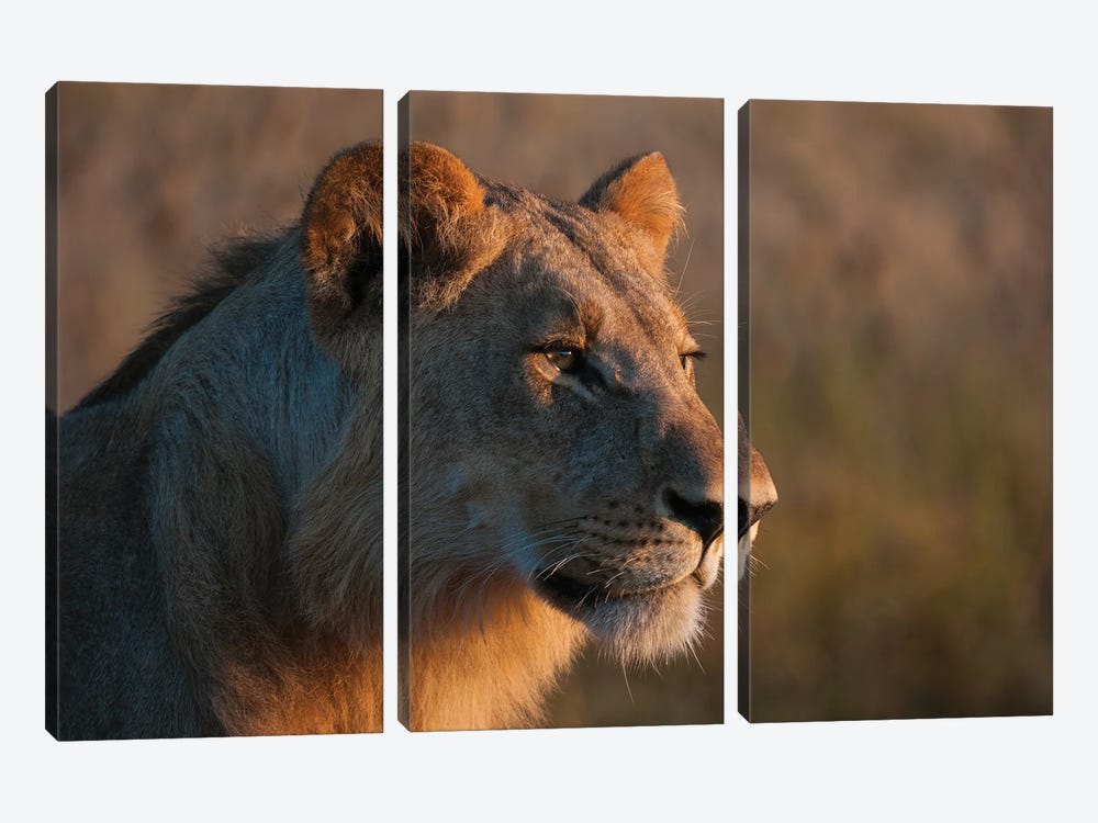Portrait Of A Young Lion, Panthera Leo. by Sergio Pitamitz 3-piece Canvas Art