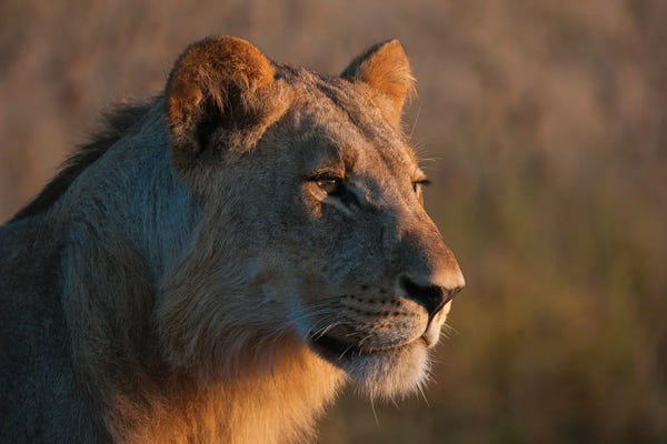 Sergio Pitamitz: Portrait Of A Young Lion, Panthera Leo. by Sergio Pitamitz