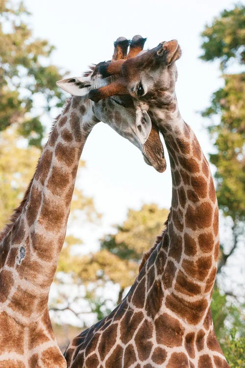 Two Male Southern Giraffes, Giraffa Camelopardalis, Sparring. Mala Mala Game Reserve, South Africa.