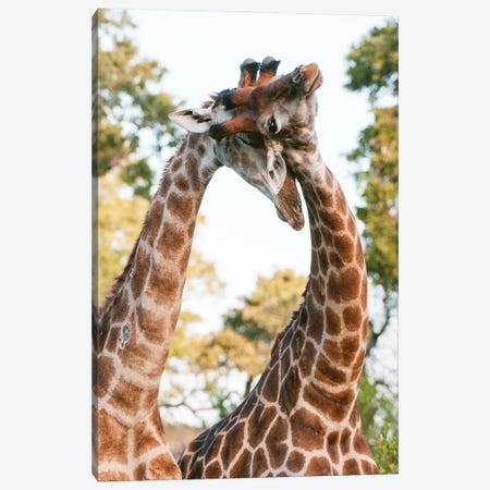 Two Male Southern Giraffes, Giraffa Camelopardalis, Sparring. Mala Mala Game Reserve, South Africa. Canvas Print #SPI35} by Sergio Pitamitz Canvas Print