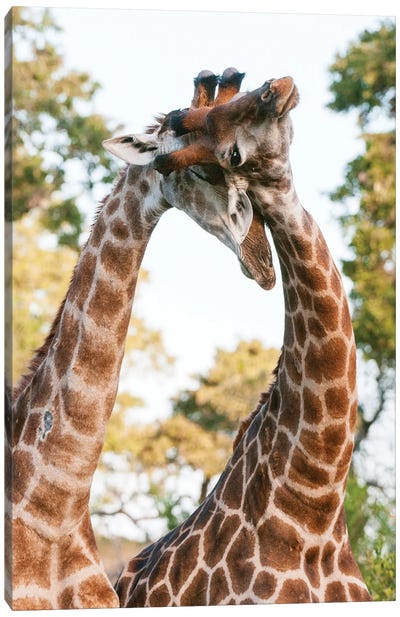 Two Male Southern Giraffes, Giraffa Camelopardalis, Sparring. Mala Mala Game Reserve, South Africa. Canvas Art Print