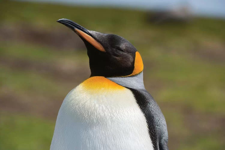 Portrait of a King penguin, Aptenodytes patagonica.