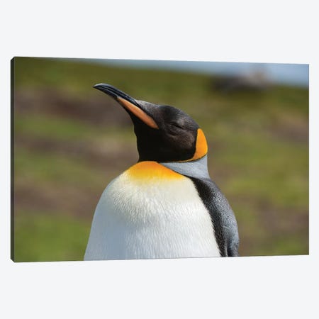 Portrait of a King penguin, Aptenodytes patagonica. Canvas Print #SPI4} by Sergio Pitamitz Canvas Wall Art