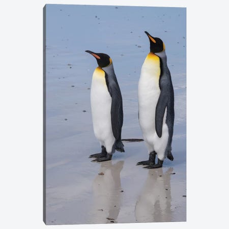Portrait of two King penguins, Aptenodytes patagonica, on a white sandy beach. Canvas Print #SPI5} by Sergio Pitamitz Canvas Art