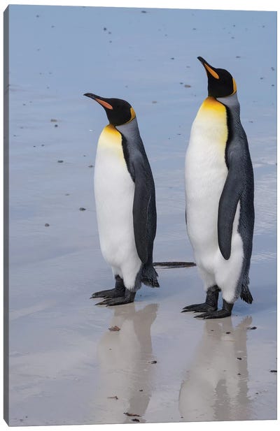 Portrait of two King penguins, Aptenodytes patagonica, on a white sandy beach. Canvas Art Print