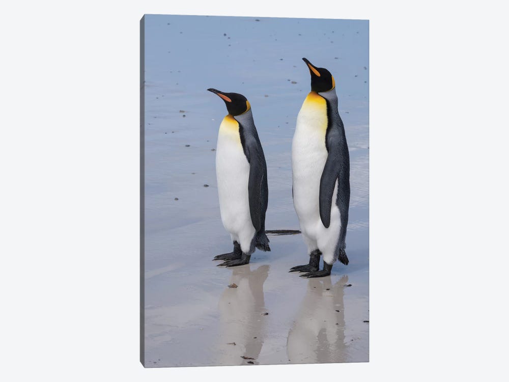 Portrait of two King penguins, Aptenodytes patagonica, on a white sandy beach. by Sergio Pitamitz 1-piece Canvas Art