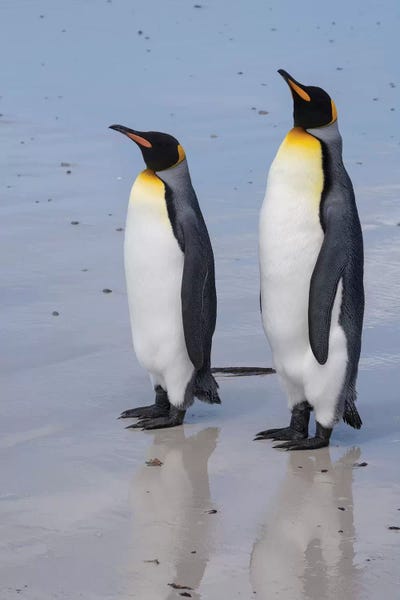 Portrait of two King penguins, Aptenodytes patagonica, on a white sandy beach.