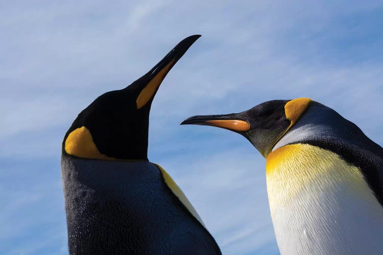 Portrait of two King penguins, Aptenodytes patagonica.