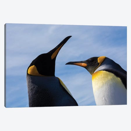 Portrait of two King penguins, Aptenodytes patagonica. Canvas Print #SPI6} by Sergio Pitamitz Canvas Wall Art