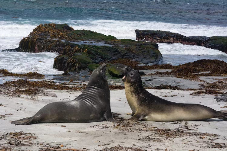 Southern elephant seals, Mirounga leonina, fighting.